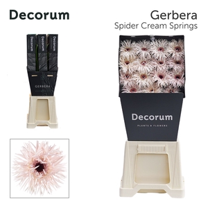 Gerbera Spider Cream Springs Diamond