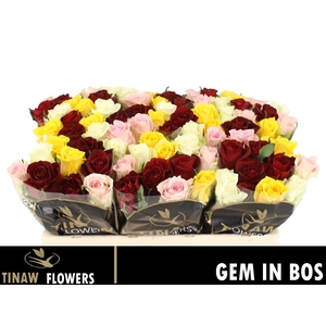 R GR GEM IN BOS