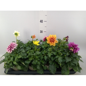 Dahlia DE 'Labella Medio'   ...mix