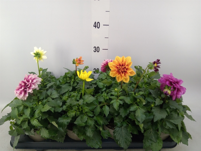 <h4>Dahlia DE 'Labella Medio'   ...mix</h4>