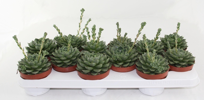 <h4>Echeveria Fabiola</h4>