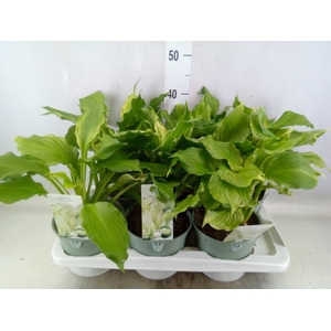 Hosta   ...