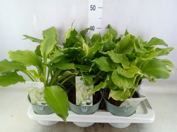 <h4>Hosta   ...</h4>