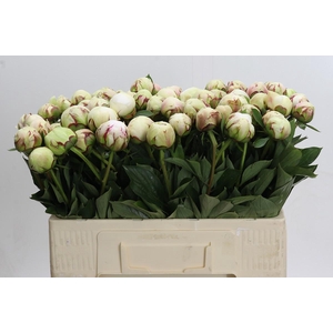 Paeonia Odille XXL