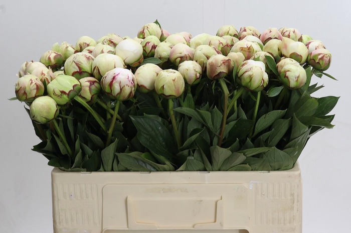 <h4>Paeonia Odille XXL</h4>