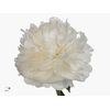 Paeonia Moon over Barrington