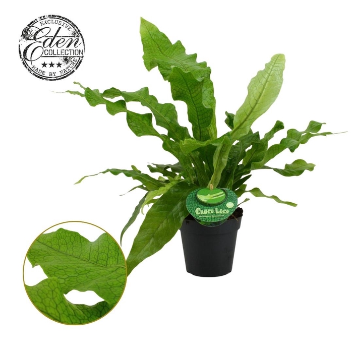 <h4>Microsorum Crocodyllus 12cm Nederlands etiket</h4>