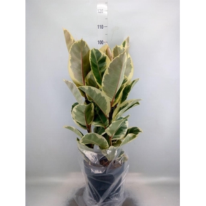 Ficus elastica 'Tineke'