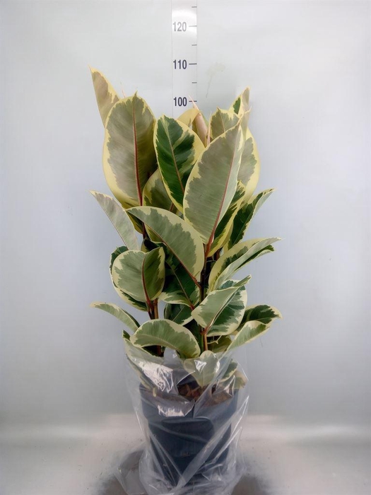 <h4>Ficus elastica 'Tineke'</h4>