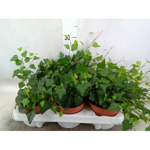 Hedera helix 'Lady Kay'