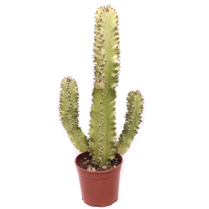 Euphorbia erytrea variegata 21 cm