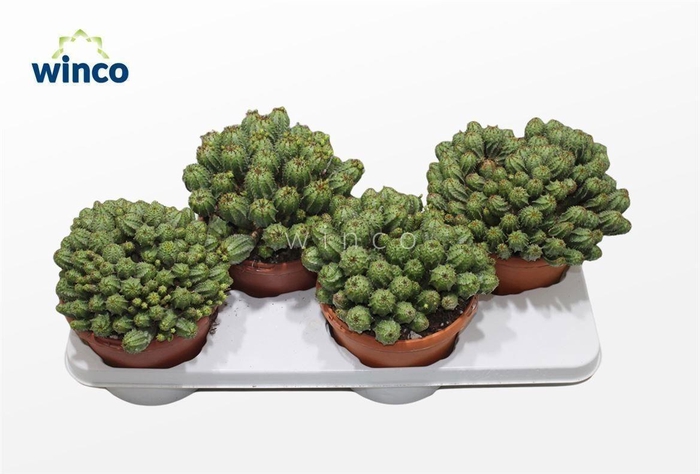<h4>Euphorbia Cristata</h4>