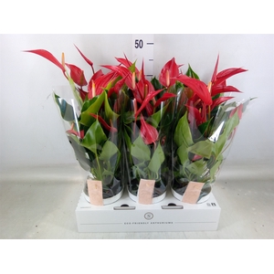 Anthurium  'Banderola Roja'