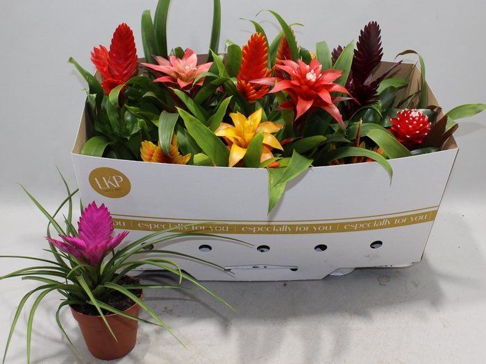 <h4>BROMELIA GEM</h4>
