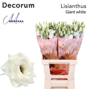 Eustoma russ. DU 'Arena Giant Whit'