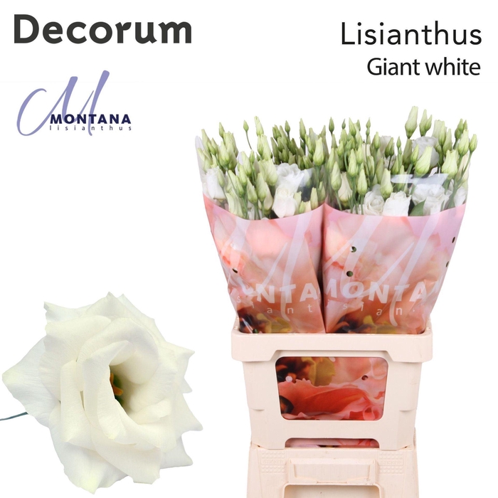 <h4>Eustoma russ. DU 'Arena Giant Whit'</h4>