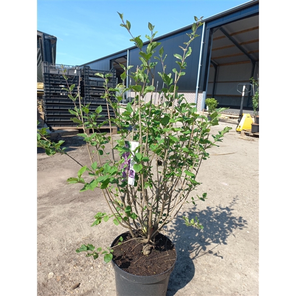 <h4>Syringa bloomerang 'Dark Purple' ®</h4>