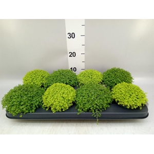 Soleirolia soleirolii   ...mix 2