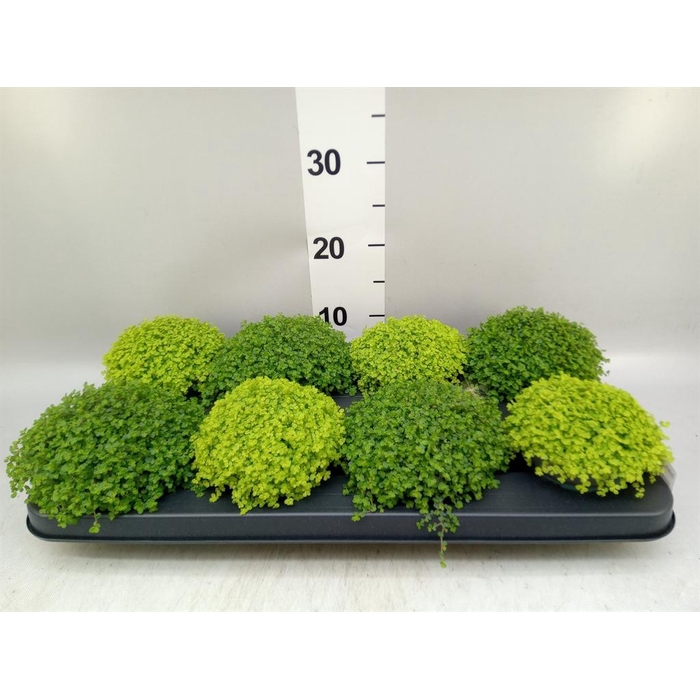 <h4>Soleirolia soleirolii   ...mix 2</h4>
