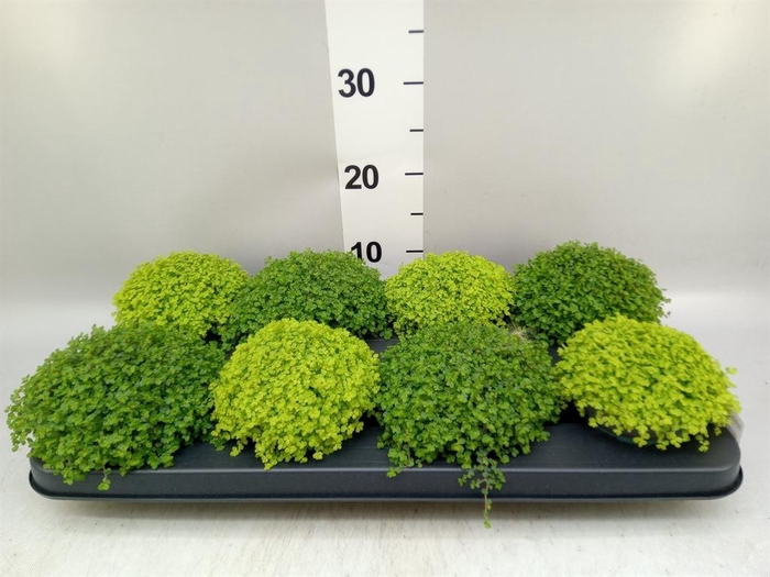 <h4>Soleirolia soleirolii ...mix 2</h4>