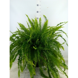 Nephrolepis exal. 'Green Lady'