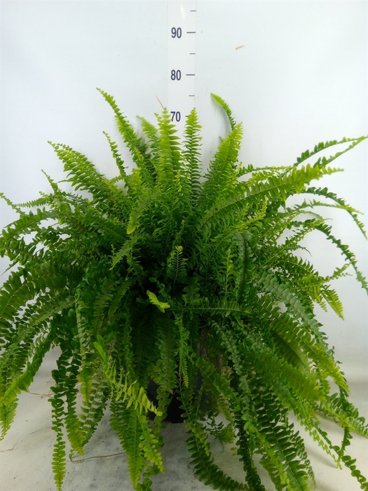 <h4>Nephrolepis exal. 'Green Lady'</h4>
