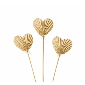 Dried Palm Heart 10pcs Naturel Bunch