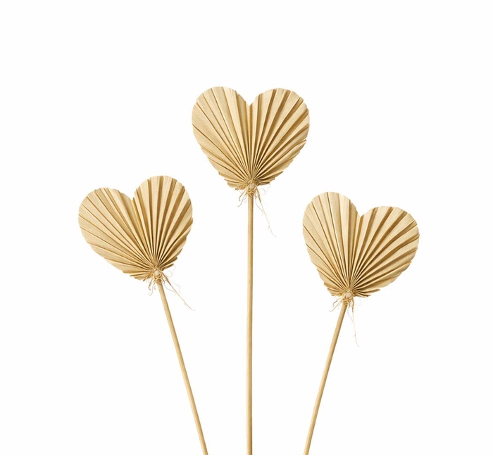 <h4>Dried Palm Heart 10pcs Naturel Bunch</h4>