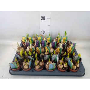 Bolbloemen   ...mix