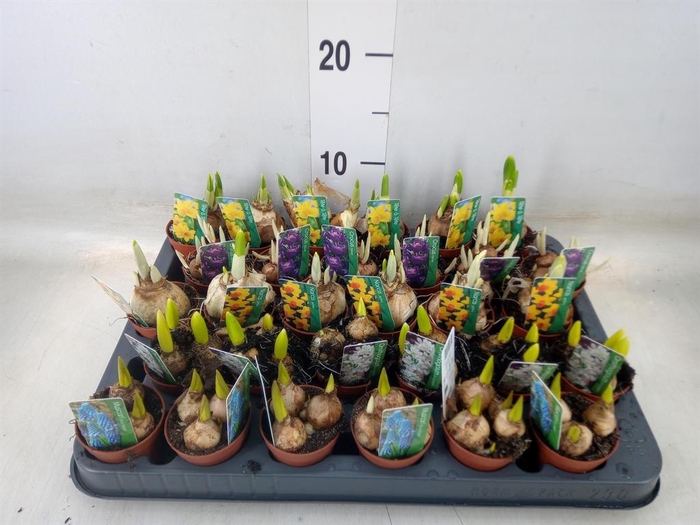 <h4>Bolbloemen   ...mix</h4>