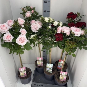ROSA ST OV