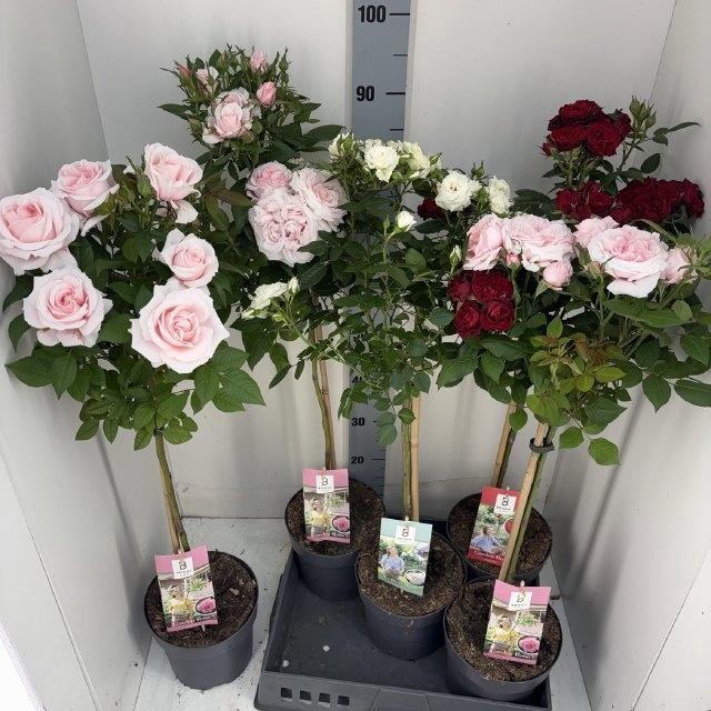 <h4>ROSA ST OV</h4>