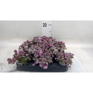 Callisia repens 'Rosato'