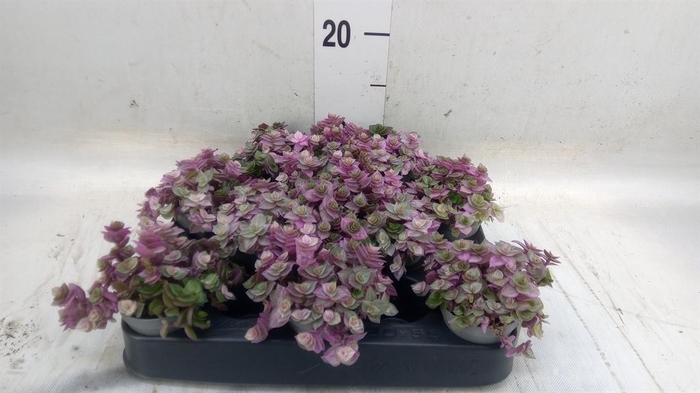 <h4>Callisia repens 'Rosato'</h4>
