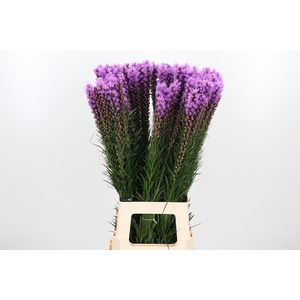 Liatris Spicata