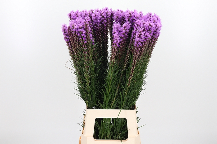 <h4>Liatris Spicata</h4>
