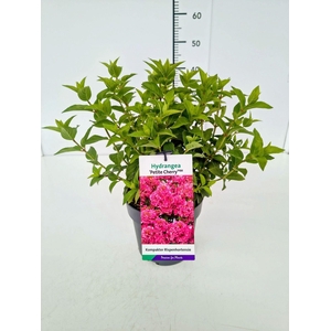 Hydrangea paniculata