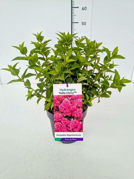 <h4>Hydrangea paniculata</h4>