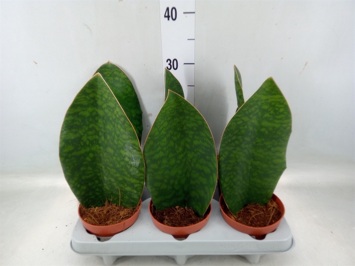 <h4>Sansevieria grandis</h4>