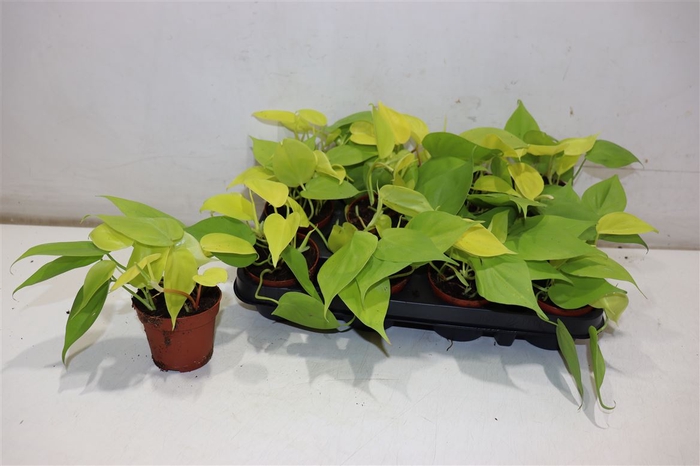 <h4>Epipr Golden Pothos</h4>