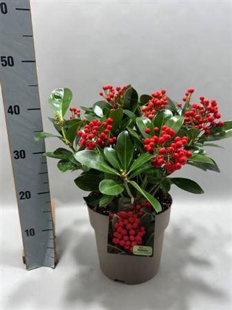 Skim J Veitchii 6-8+