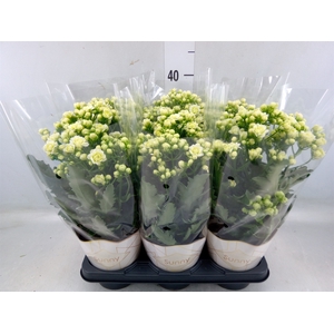 Kalanchoe  'Sunny White'