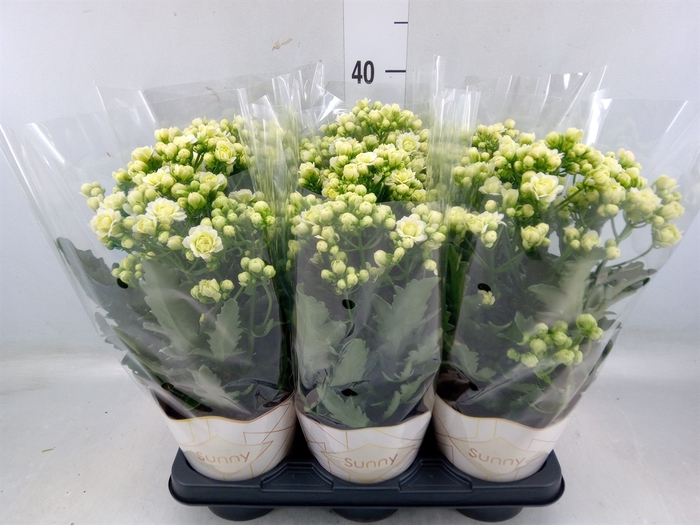 <h4>Kalanchoe  'Sunny White'</h4>