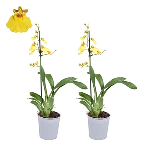 ONCIDIUM OV