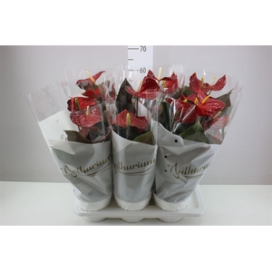 Anth An Coral Champion A2