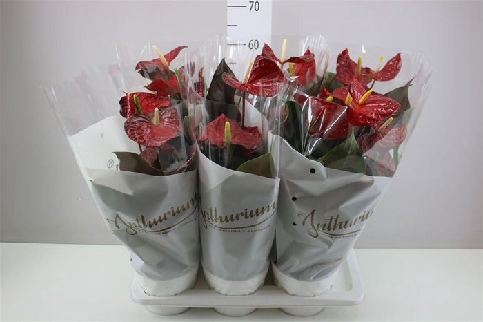 <h4>Anth An Coral Champion</h4>