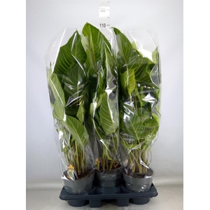 Xanthosoma sag. 'Frozen Planet'