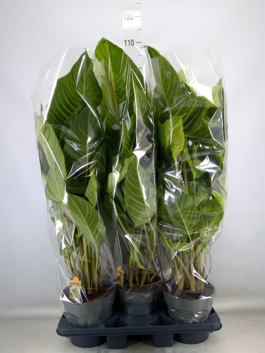 <h4>Xanthosoma sag. 'Frozen Planet'</h4>