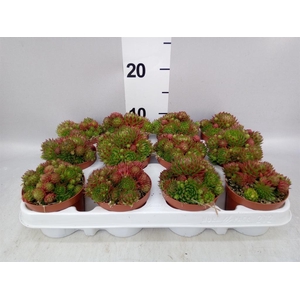 Sempervivum   ...