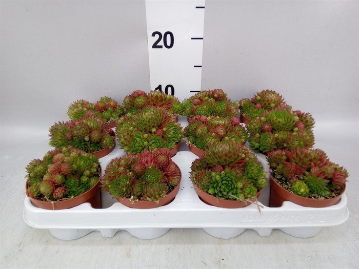 <h4>Sempervivum   ...</h4>